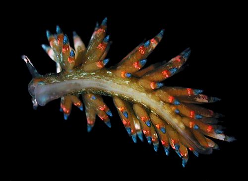 Eubranchus sp. #6: underside