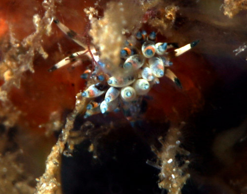 Eubranchus sp. #6: on hydroid