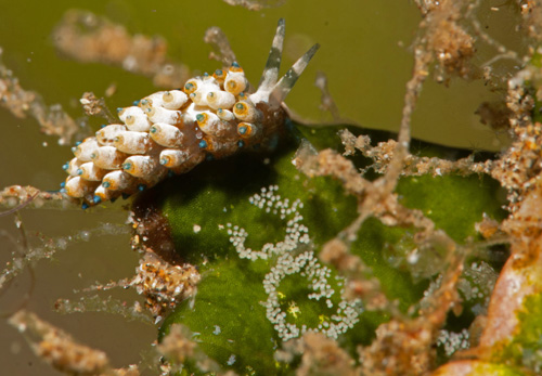 Eubranchus sp. #6: with probable egg masses