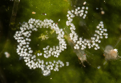 Eubranchus sp. #6: egg mass detail