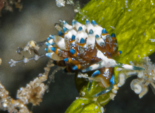 Eubranchus sp. #6: feeding posture?