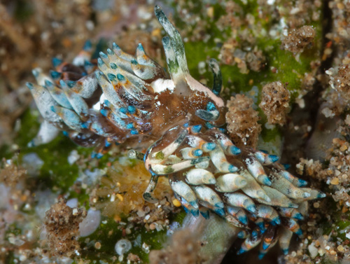 Eubranchus sp. #6: mating