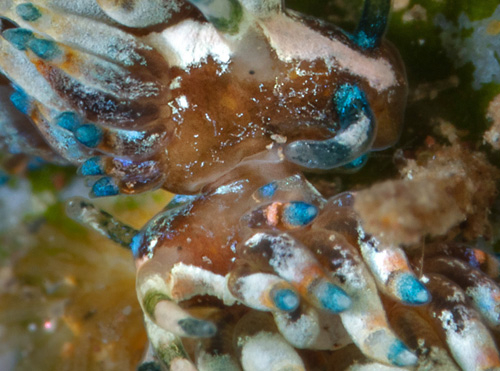 Eubranchus sp. #6: mating, detail