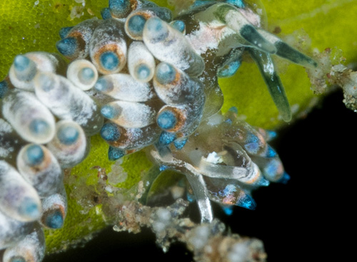 Eubranchus sp. #6: young and old animals mating