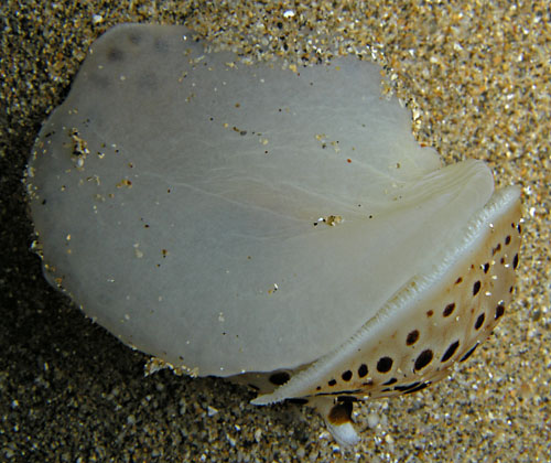 Euselenops luniceps: underside