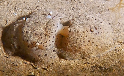 Euselenops luniceps: mating