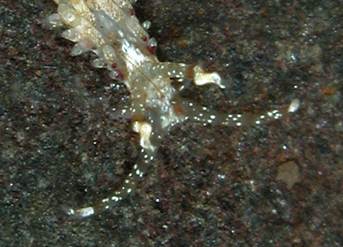 Facelina sp. #2: rhinophore detail