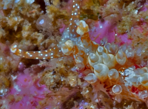 Facelina sp. #2: rhinophore detail, slightly contracted