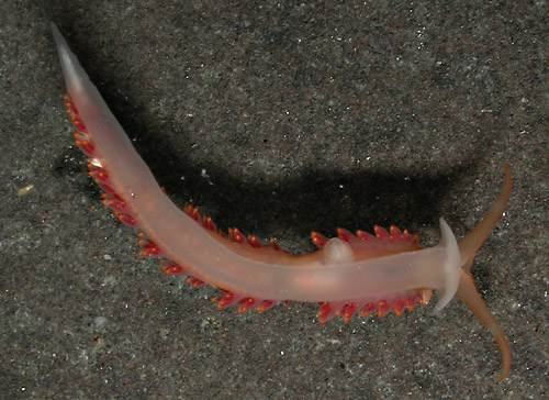 Facelina sp. #3: underside