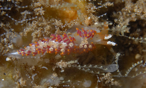 Facelina sp. #3: on food hydroid?