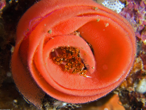 Facelina sp. #4: resting in egg mass