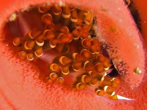 Facelina sp. #4: resting in egg mass, detail