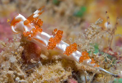 Facelina sp. #4: feeding