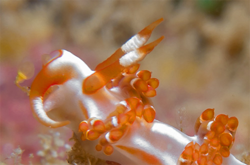 Facelina sp. #4: feeding, detail