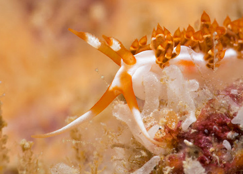 Facelina sp. #4: side, detail