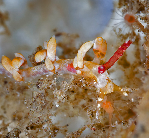 Unidentified Facelinid sp. #2: feeding?