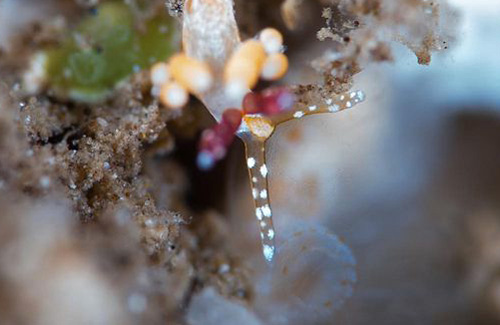 Unidentified Facelinid sp. #2: head, cephalic tentacles extended