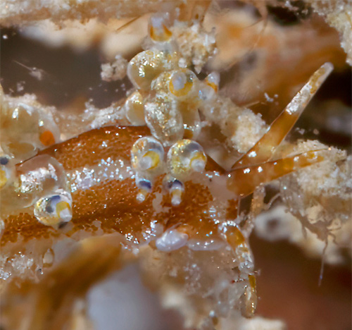 Unidentified Facelinid sp. #21: side, detail