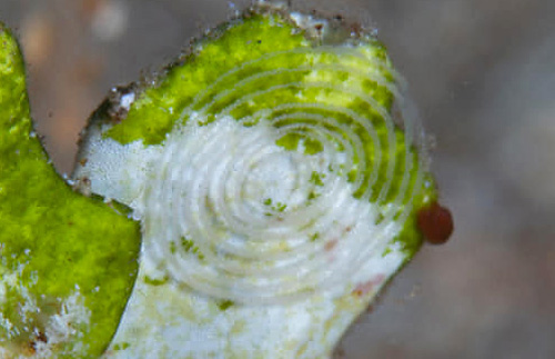 Unidentified Facelinid sp. #3: probable egg mass, regular spacing