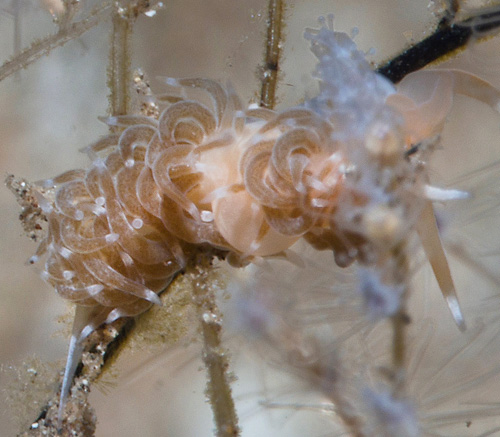 Unidentified Facelinid sp. #3: feeding, detail