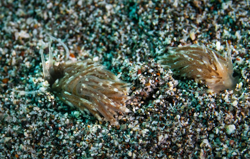 Unidentified Facelinid sp. #7: pair, digging