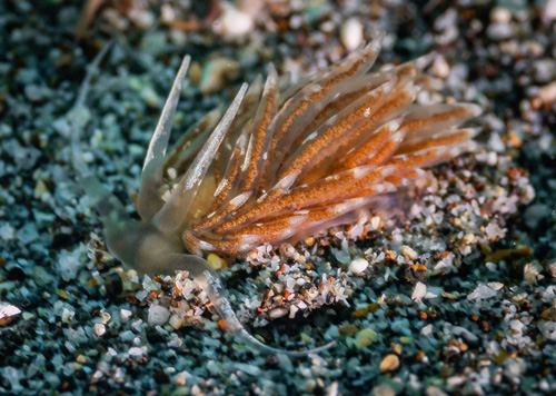 Unidentified Facelinid sp. #7: side, digging