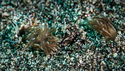 Unidentified Facelinid sp. #7: pair, digging