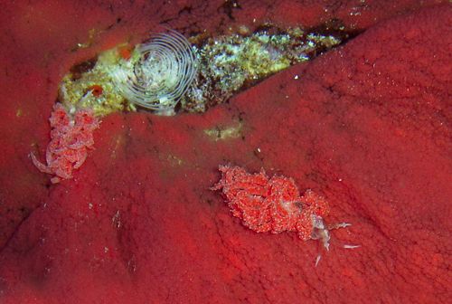 Favorinus japonicus: feeding, close-up