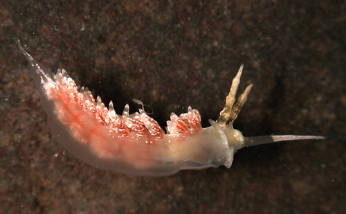 Favorinus japonicus: underside