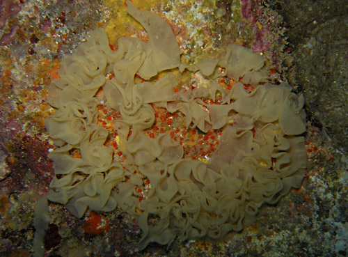 Favorinus japonicus: yellow, on egg mass