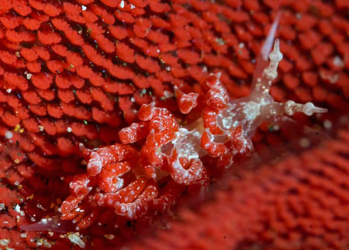 Favorinus japonicus: feeding, closeup