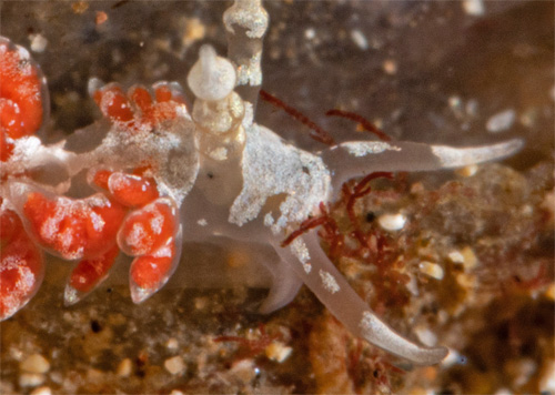 Favorinus japonicus: side, detail