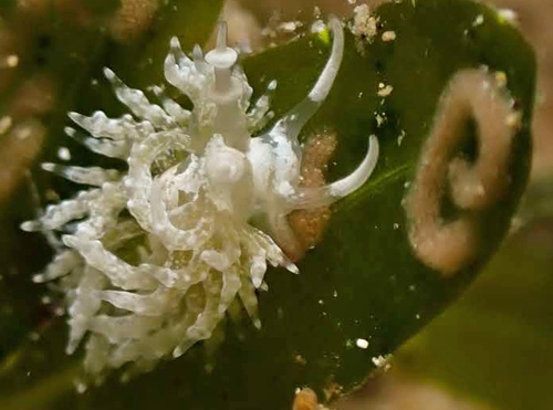 Favorinus japonicus: on probable sacoglossid egg masses