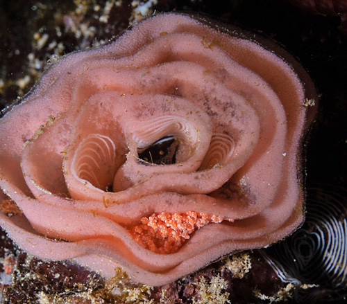 Favorinus japonicus: multiple egg masses