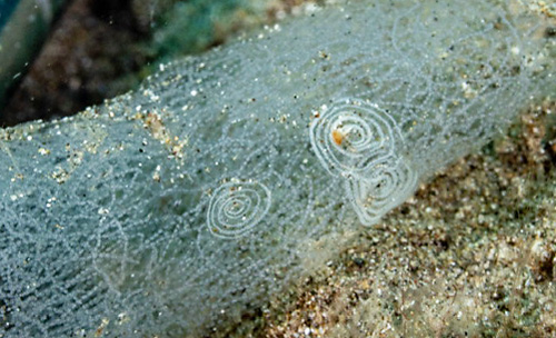 Favorinus sp. #1: egg masses on Philinopsis speciosa egg mass