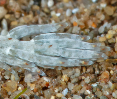 Favorinus sp. #2: cerata spots, cerata extended, detail