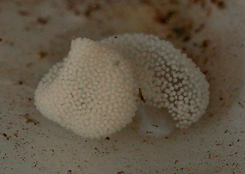 Fiona pinnata: egg mass, side view