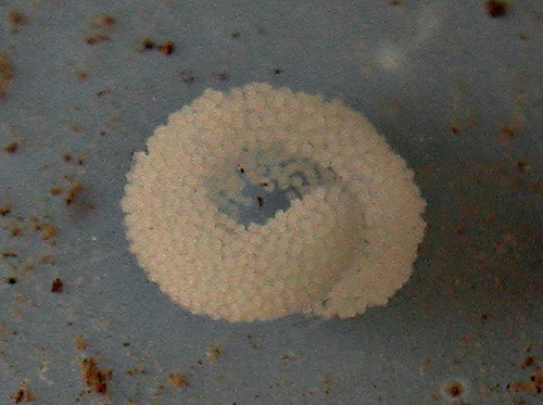 Fiona pinnata: egg mass, top view