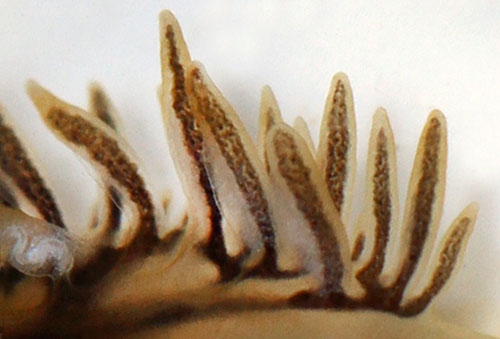 Fiona pinnata: cerata detail, dark animal (side)