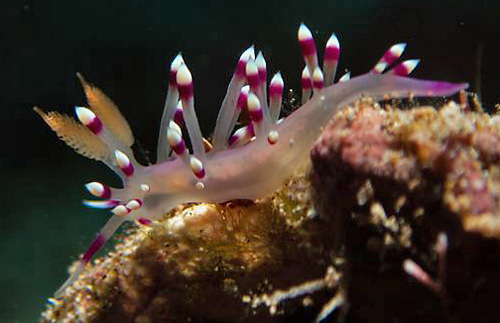 Flabellina exoptata: side