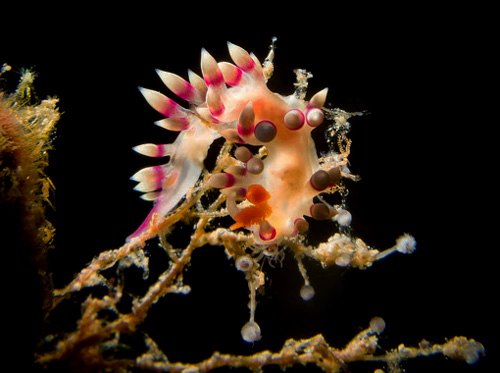 Flabellina exoptata: feeding