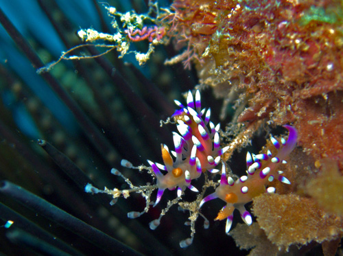 Flabellina exoptata: with egg mass