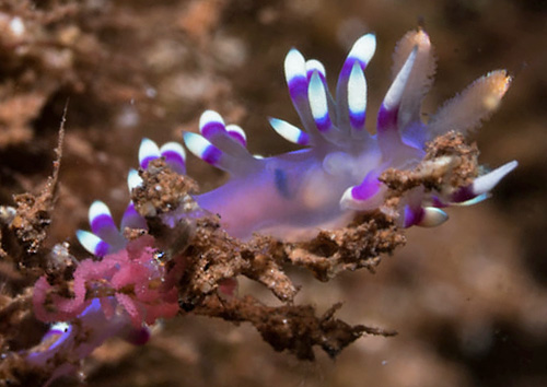 Flabellina exoptata: on egg mass