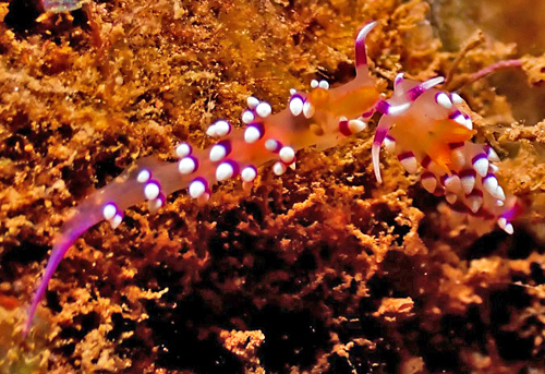 Flabellina exoptata: pre-mating