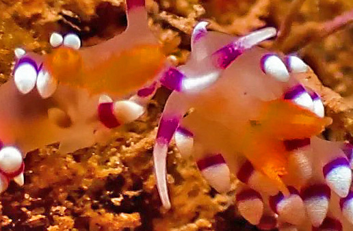 Flabellina exoptata: pre-mating, detail