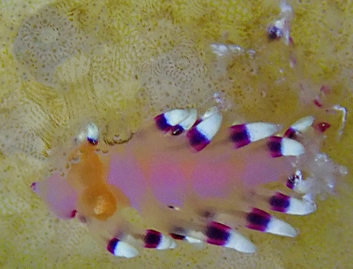 Flabellina exoptata: predation?