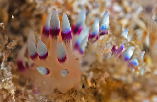 Flabellina exoptata: spots