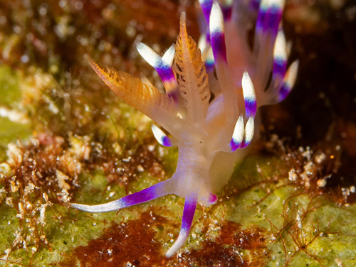 Flabellina exoptata: rhinophores