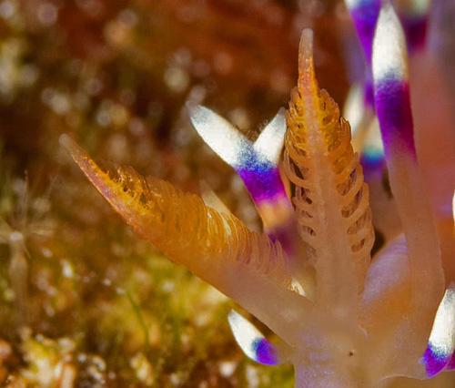 Flabellina exoptata: rhinophores, detail