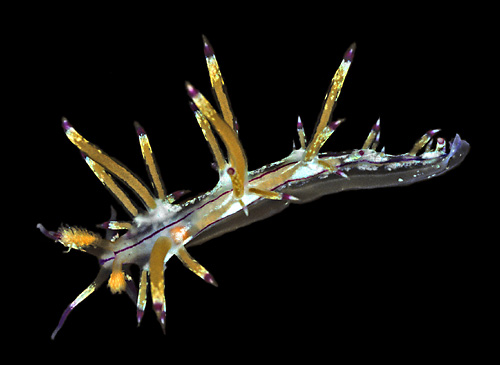 Flabellina sp. #2: papillae